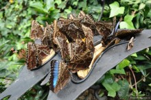 Активная Коста-Рика (часть 2)