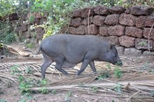 Южный Гоа. Пляжи Палолем и Кола