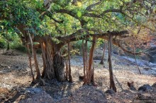 Южный Гоа. Пляжи Палолем и Кола