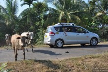 Южный Гоа. Пляжи Палолем и Кола