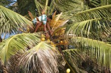 Южный Гоа. Пляжи Палолем и Кола