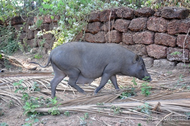 Южный Гоа. Пляжи Палолем и Кола