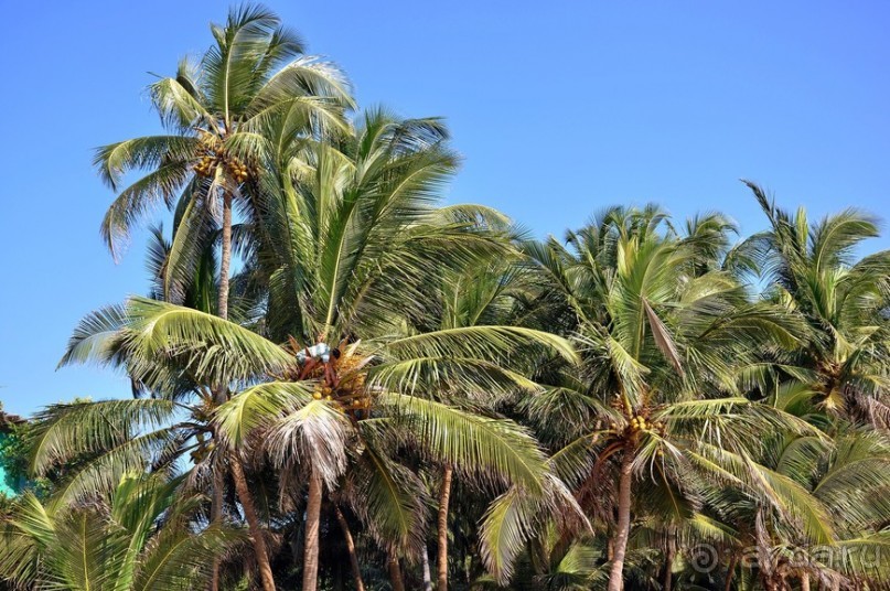 Южный Гоа. Пляжи Палолем и Кола