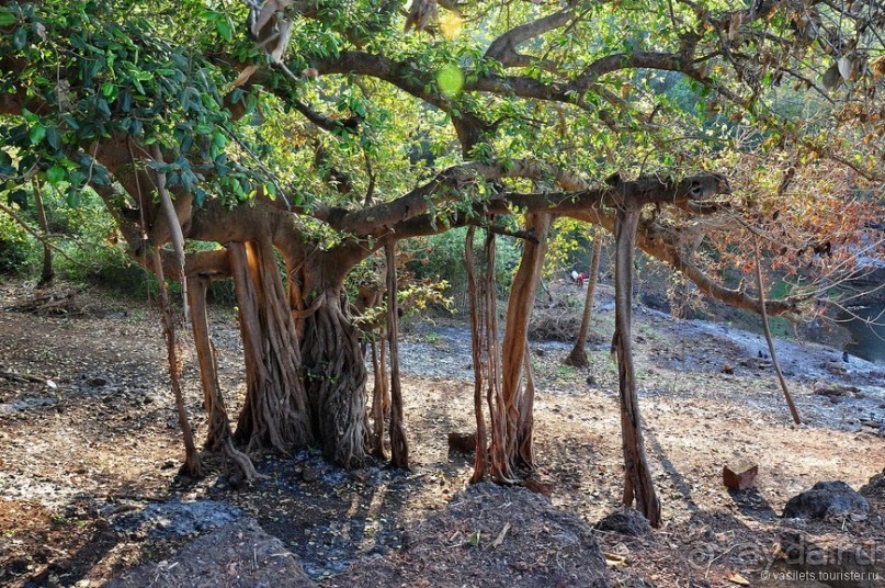 Южный Гоа. Пляжи Палолем и Кола