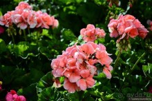 Альбом отзыва "Есенинская рязанщина"