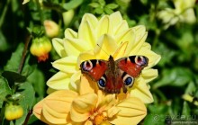 Альбом отзыва "Есенинская рязанщина"