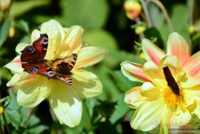 Альбом отзыва "Есенинская рязанщина"