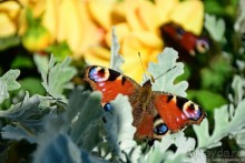 Альбом отзыва "Есенинская рязанщина"