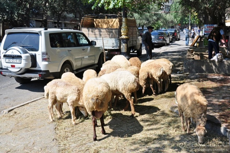 По Баку неспешным шагом