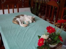 Бангкок, Чианг-Май — две тайские столицы