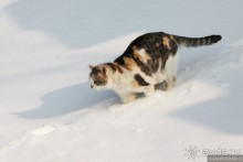 Альбом отзыва "Заснеженный Зальцбург"