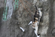 Альбом отзыва "Заснеженный Зальцбург"