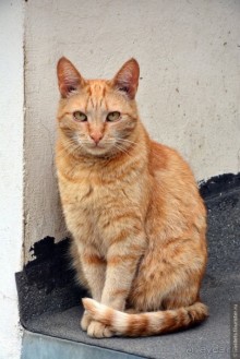 Калуга кошачья и космическая