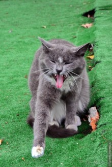 Калуга кошачья и космическая