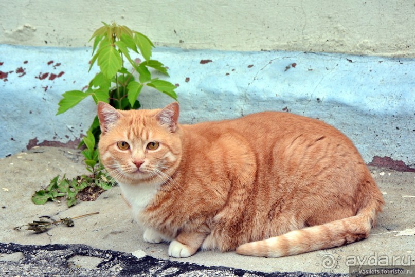 Калуга кошачья и космическая