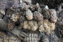 Мюнхен без Октоберфеста