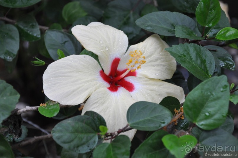 Гватемальский калейдоскоп