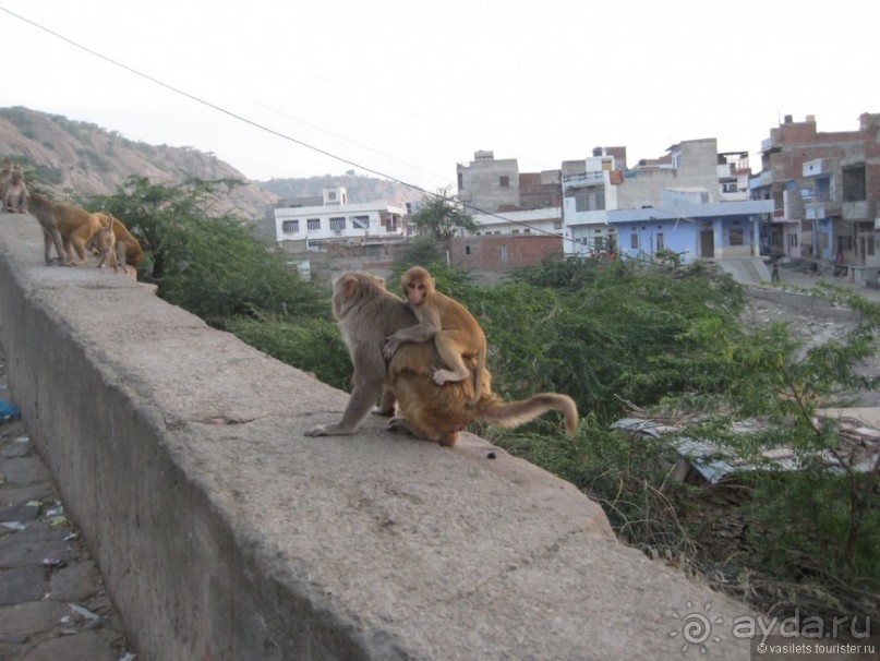 По дороге в Джайпур
