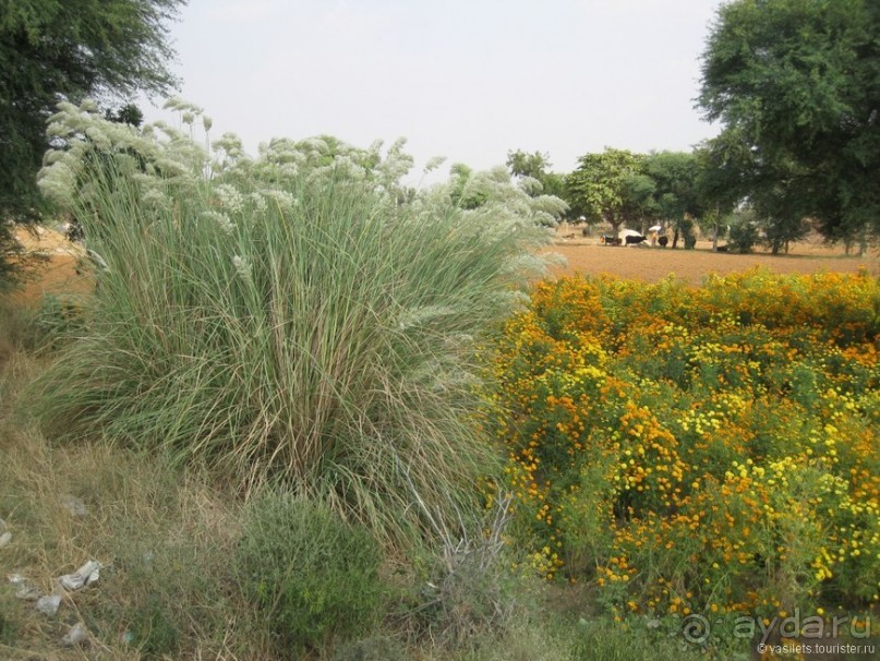 По дороге в Джайпур