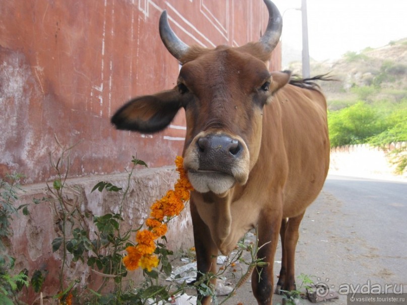 По дороге в Джайпур