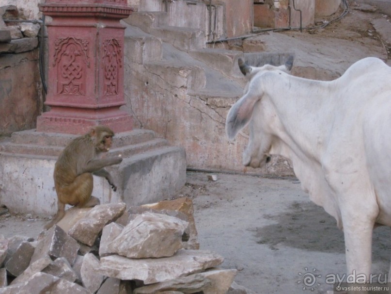 По дороге в Джайпур