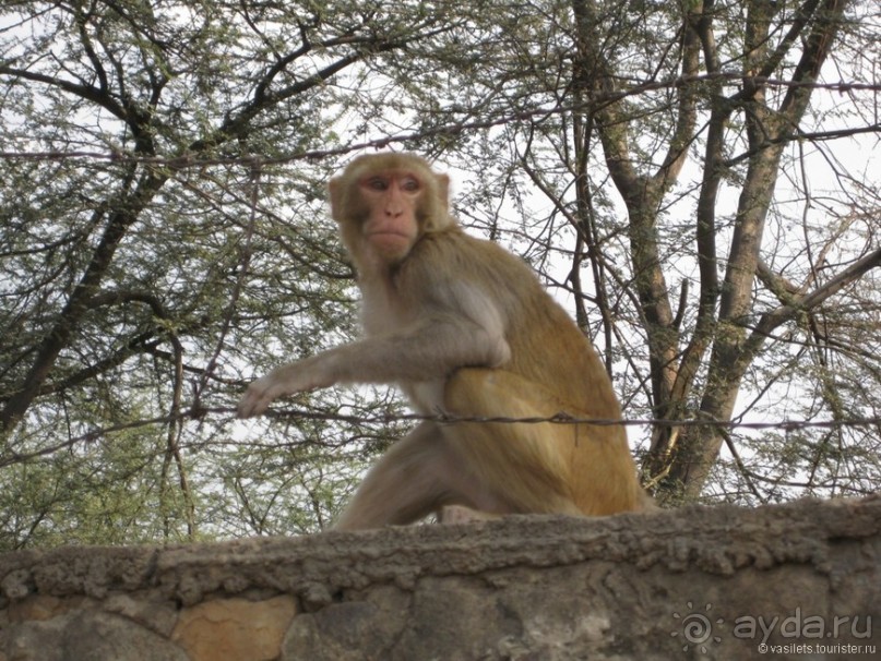 По дороге в Джайпур