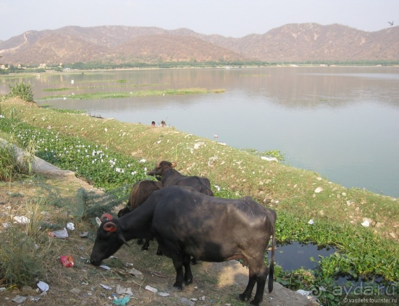 По дороге в Джайпур