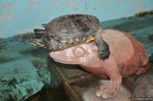 В Сальвадор под конвоем