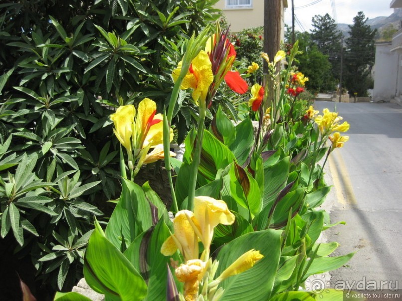 Горькие лимоны Северного Кипра. Беллопаис