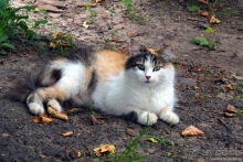 Александров и Иван Грозный. Какая связь?