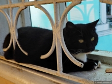 Александров и Иван Грозный. Какая связь?