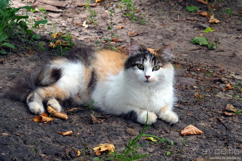 Александров и Иван Грозный. Какая связь?