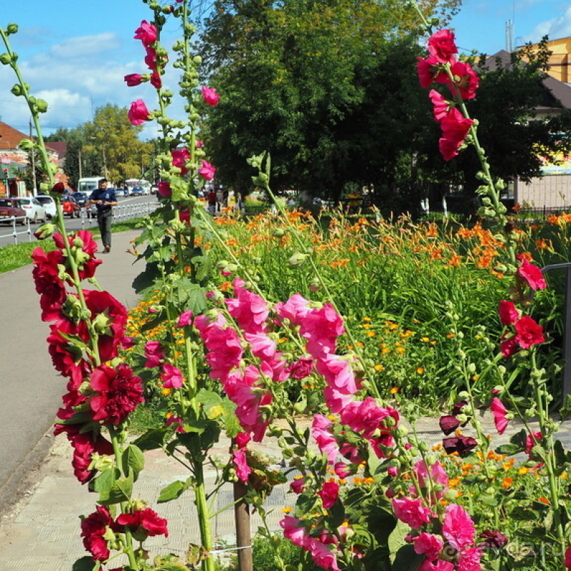 Александров и Иван Грозный. Какая связь?