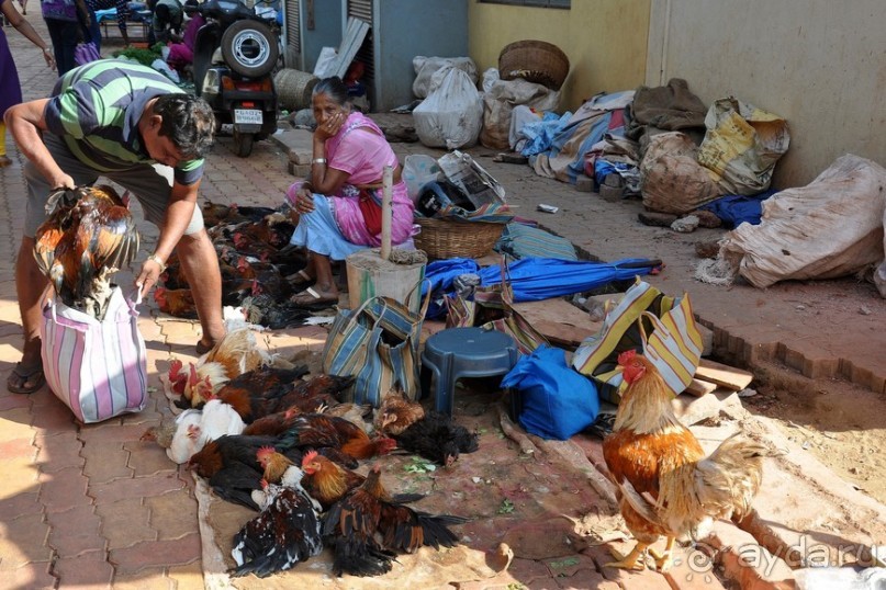 Вокруг, да около Гоа...