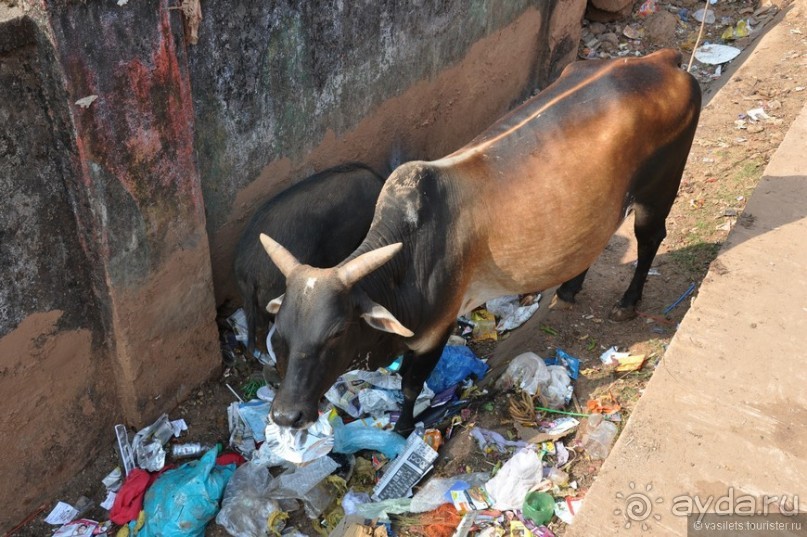 Вокруг, да около Гоа...