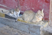 Альбом отзыва "Луксор-Хургада 2013"