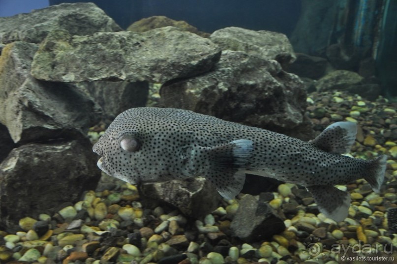 Египет. За неделю до...