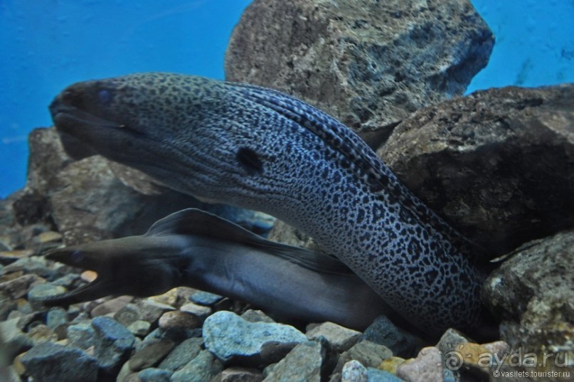 Египет. За неделю до...