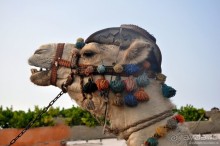 Египет. За неделю до...