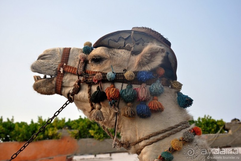 Египет. За неделю до...