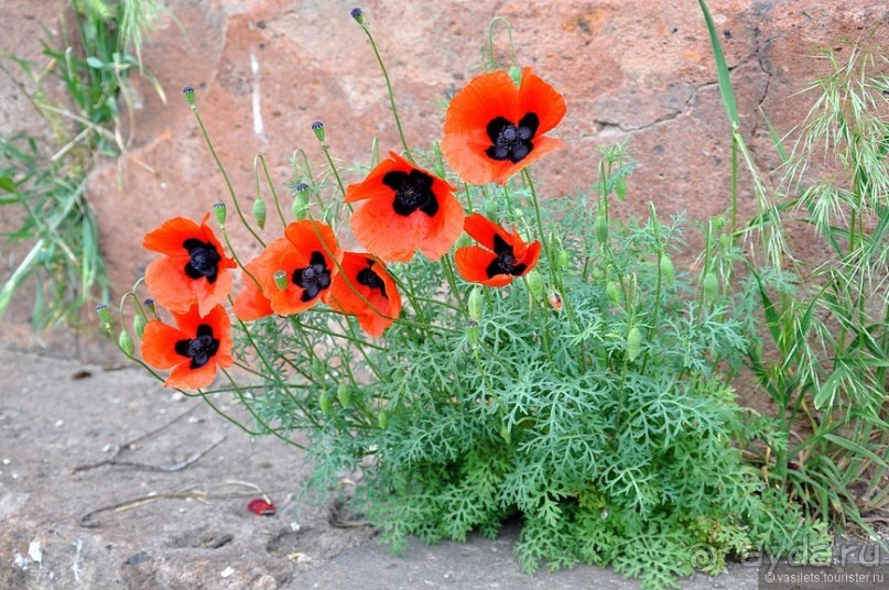 Майский Ереван