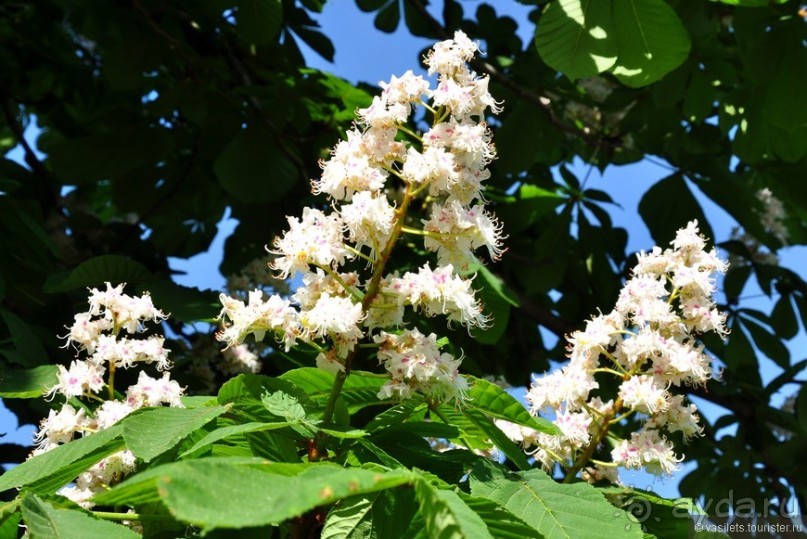 ВВЦ-ВДНХ. Почти летный день