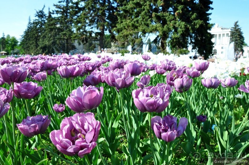 ВВЦ-ВДНХ. Почти летный день