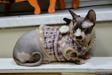 Кото-терапия в действии