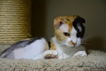 Кото-терапия в действии