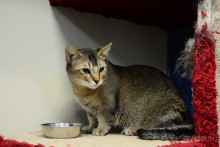 Кото-терапия в действии