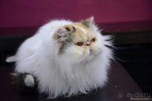 Кото-терапия в действии