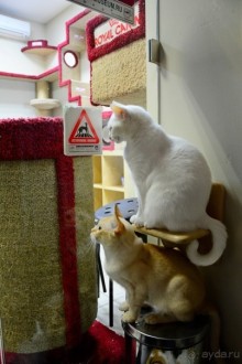 Кото-терапия в действии