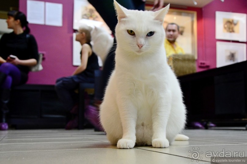 Кото-терапия в действии