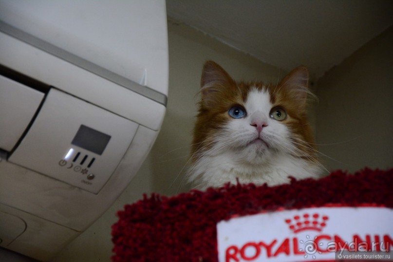 Кото-терапия в действии Кото-терапия в действии